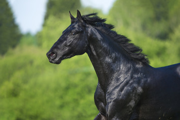 Obraz na płótnie Canvas Czarny koń biegnie galopem w lecie, portret w ruchu