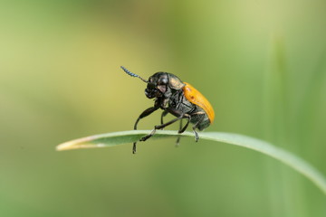 Naklejka premium Ameisenblattkäfer