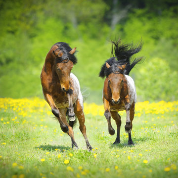 Two little appaloosa foals plaing on the meadow