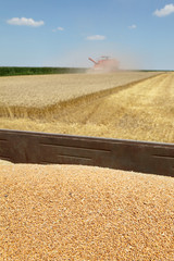 Agriculture, harvest, heap of wheat crop at trailer