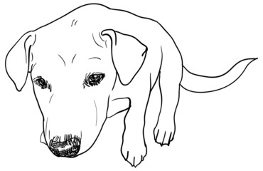 Top view of young dog