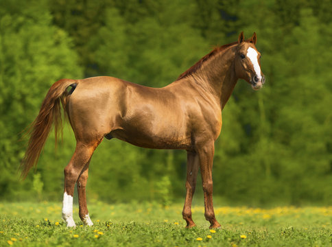 Portrait of the golden Don horse in summer