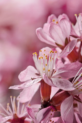 Fototapeta na wymiar Flowers barberry