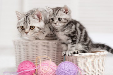 Two cats in a basket with balls of yarn