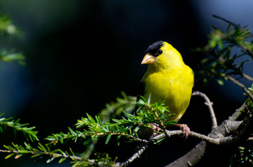 American Goldfinch Perched on a Branch