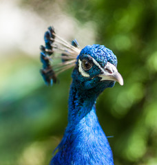 Naklejka premium portrait of a peacock in nature