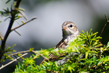 Young Chipping Sparrow Perched on a Branch