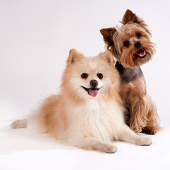 Two small dogs . Yorkshire Terrier and Spitz.