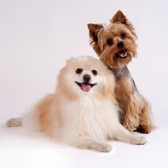 Two small dogs . Yorkshire Terrier and Spitz.