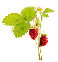 Ripe Strawberry  isolated on a white background