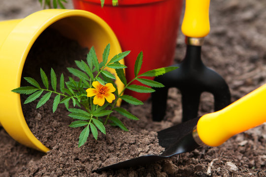 flower in pots with gardening tools