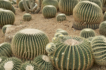 cactus on sand