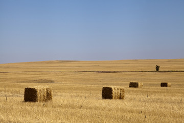 Hay bales in the fields