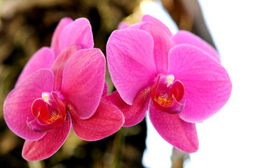 Orchidea Rosa