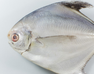 Fresh silver promfet