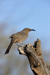 Curve-billed thrasher, Toxostoma curvirostre