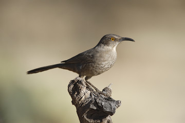 Curve-billed thrasher, Toxostoma curvirostre