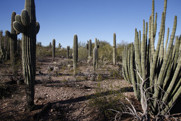 Desert, Arizona