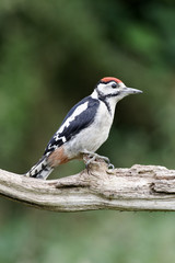 Great-spotted woodpecker, Dendrocopos major juvenile