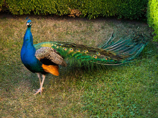 Obraz premium Peacock