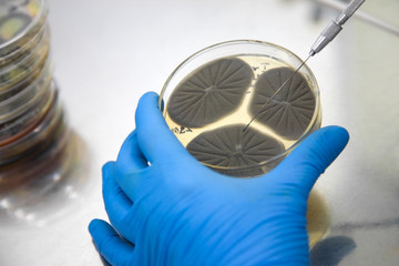 scientist with petri dish