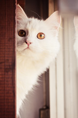 Cute Persian cat