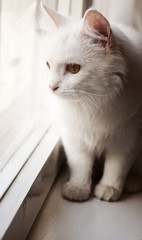 Cute Persian cat looking out the window