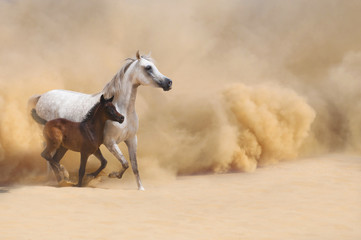 Arabian Mare and foal galloping in desert - 55149455