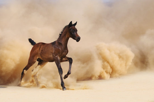 Arabian foal running out of the Desert Storm