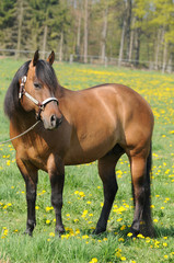 Obraz premium Quarter Horse Hengst