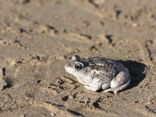Great Basin Spadefoot Toad