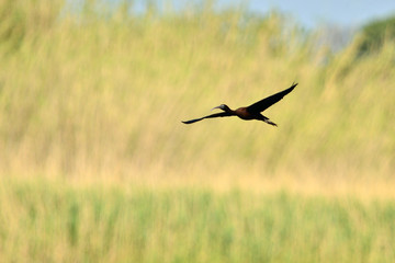 Obraz na płótnie Canvas Glossy Ibis (Plegadis falcinellus), Kreta