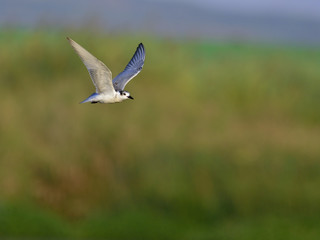 Whiskered tern - Chlidonias hybridus, Crete