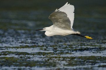 A Little Egret - Egretta garzetta, Crete