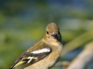 Chaffinch - Fringilla coelebs, Crete