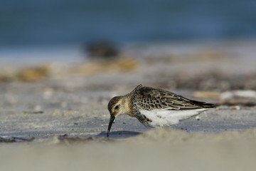 Dunlin - Calidris alpina, Crete