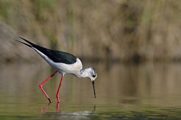 Black-winged Stilt - Himantopus himantopus, Crete