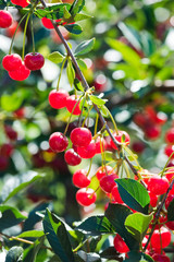 Obraz premium Cherries hanging on a cherry tree branch
