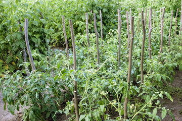 Fototapeta na wymiar Cultivation tomato and raspberries