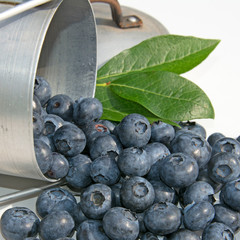 Heidelbeeren - Vaccinium