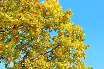 tree branches with yellow leaves