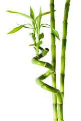 Fototapeta premium bamboo - three stalks