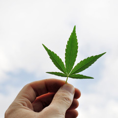 Cannabis leaf