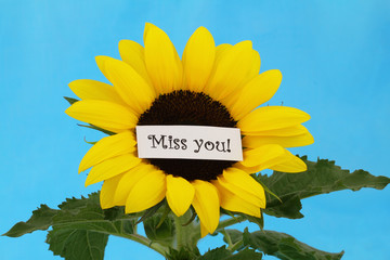 Miss you card on sunflower