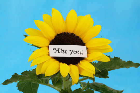 Miss You Card On Sunflower