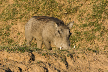 Warthog feeding on its knees