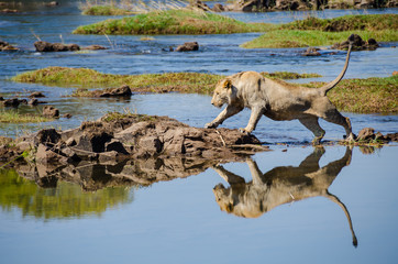 Lion jumping over water with reflection