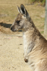 Graues Riesenkänguru, Jungtier, Tasmanien, Australien