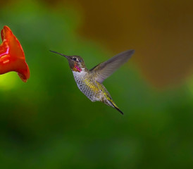Hummingbird flying towards feeder