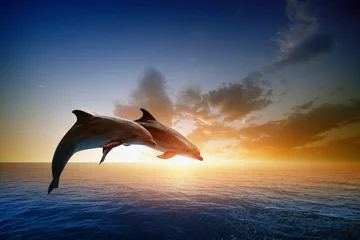 Fotobehang Dolfijn Dolfijnen springen
